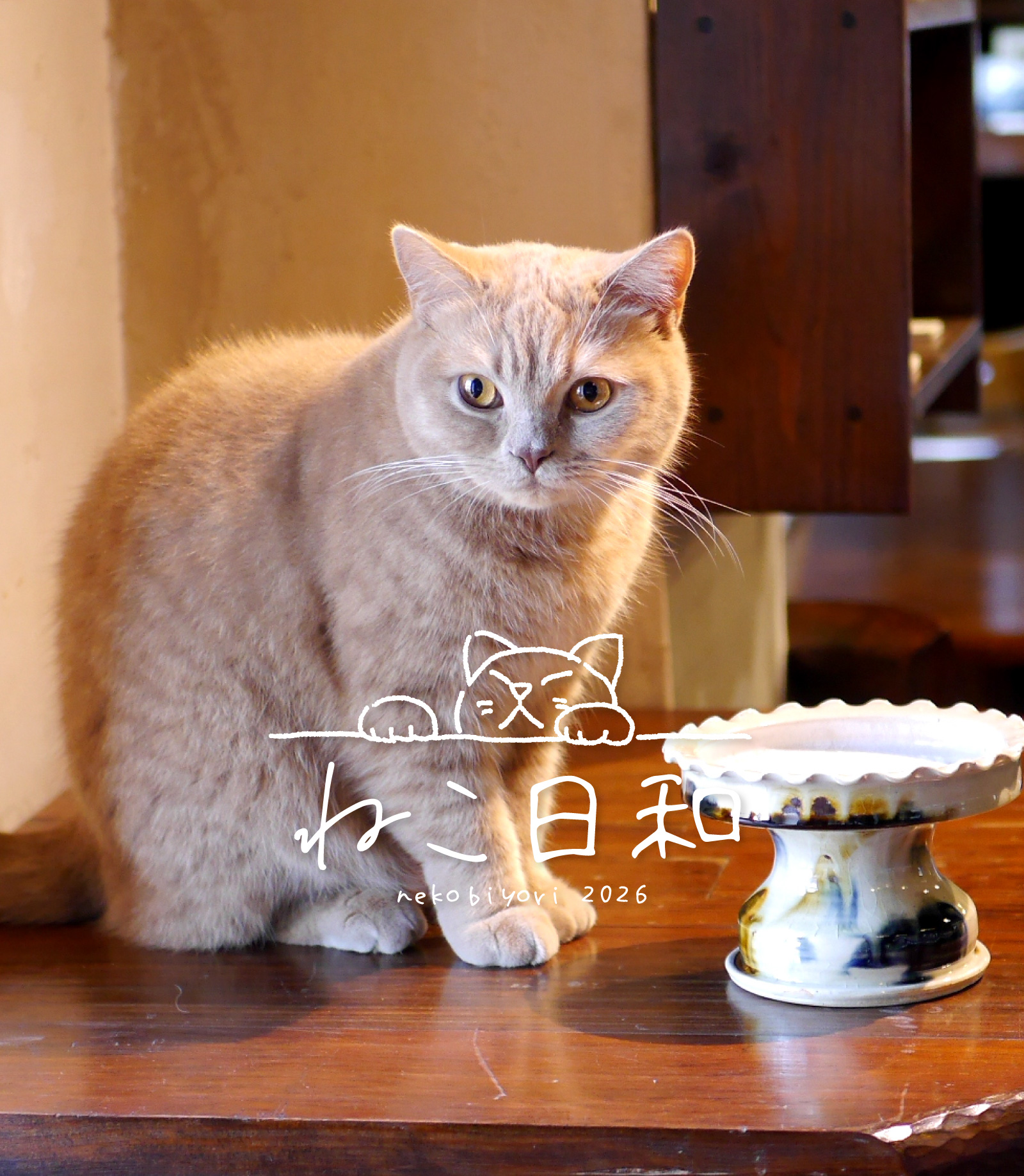 作家が作る、猫をモチーフにしたお皿や鉢が大集合 ねこ日和 和食器通販