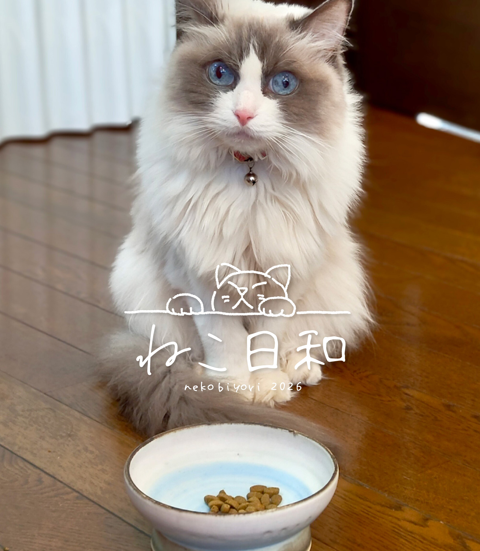 作家が作る、猫をモチーフにしたお皿や鉢が大集合 ねこ日和 和食器通販