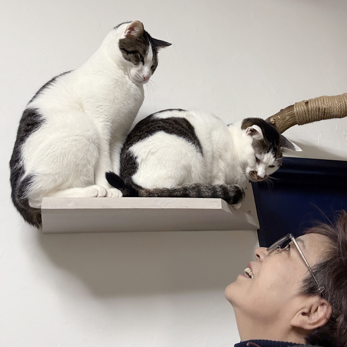 猫と作家のプロフィール