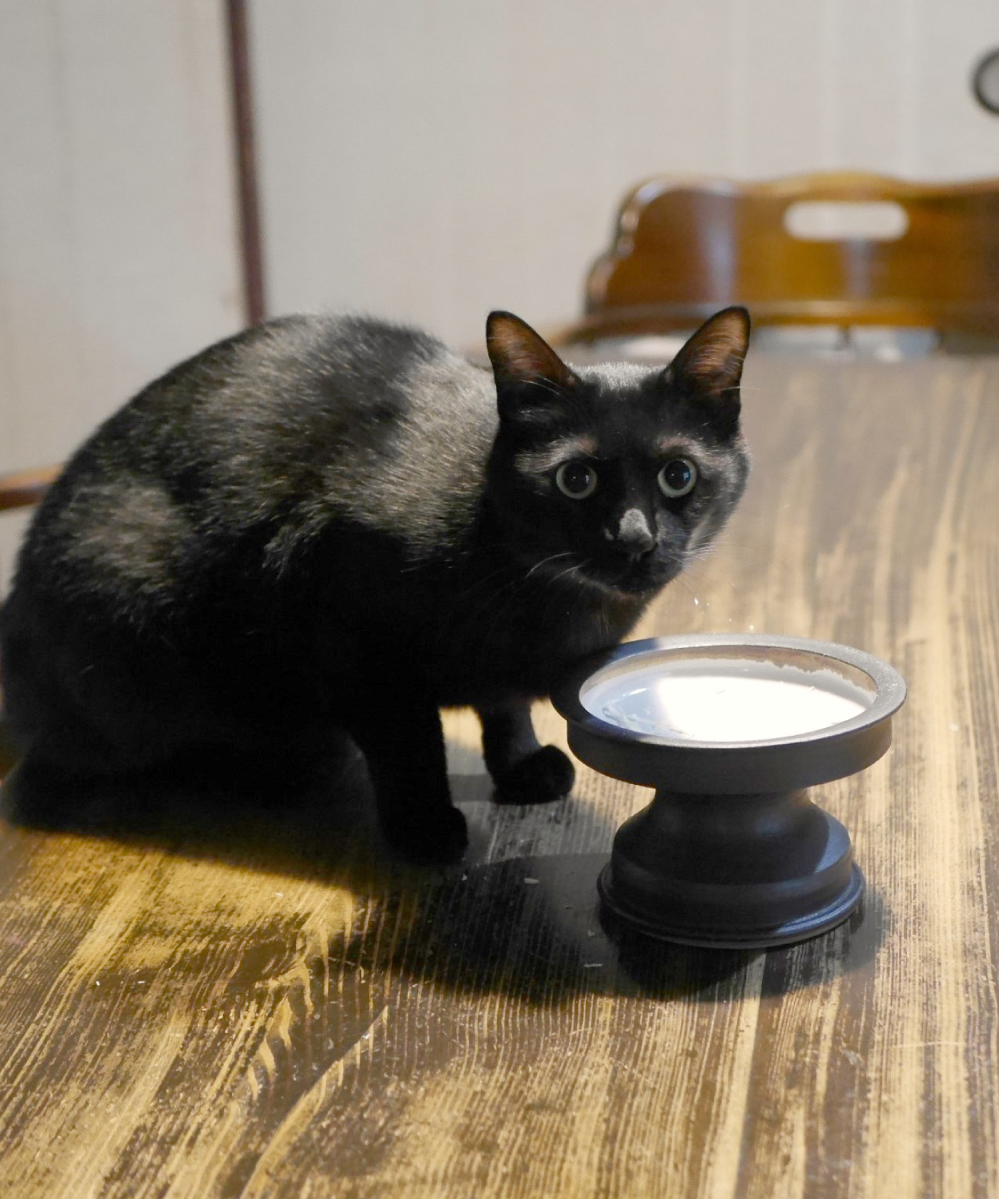 猫の皿や鉢がかわいい食器 熊本象(くまもとしょう)の作家作品一覧 陶芸