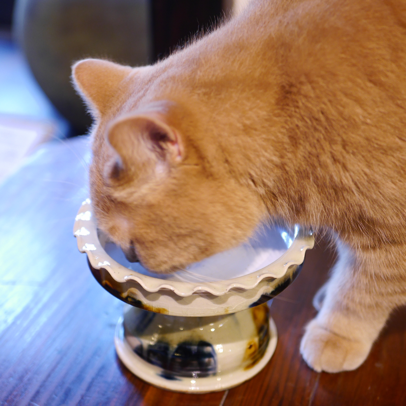 猫の皿や鉢がかわいい食器 熊本象(くまもとしょう)の作家作品一覧 陶芸