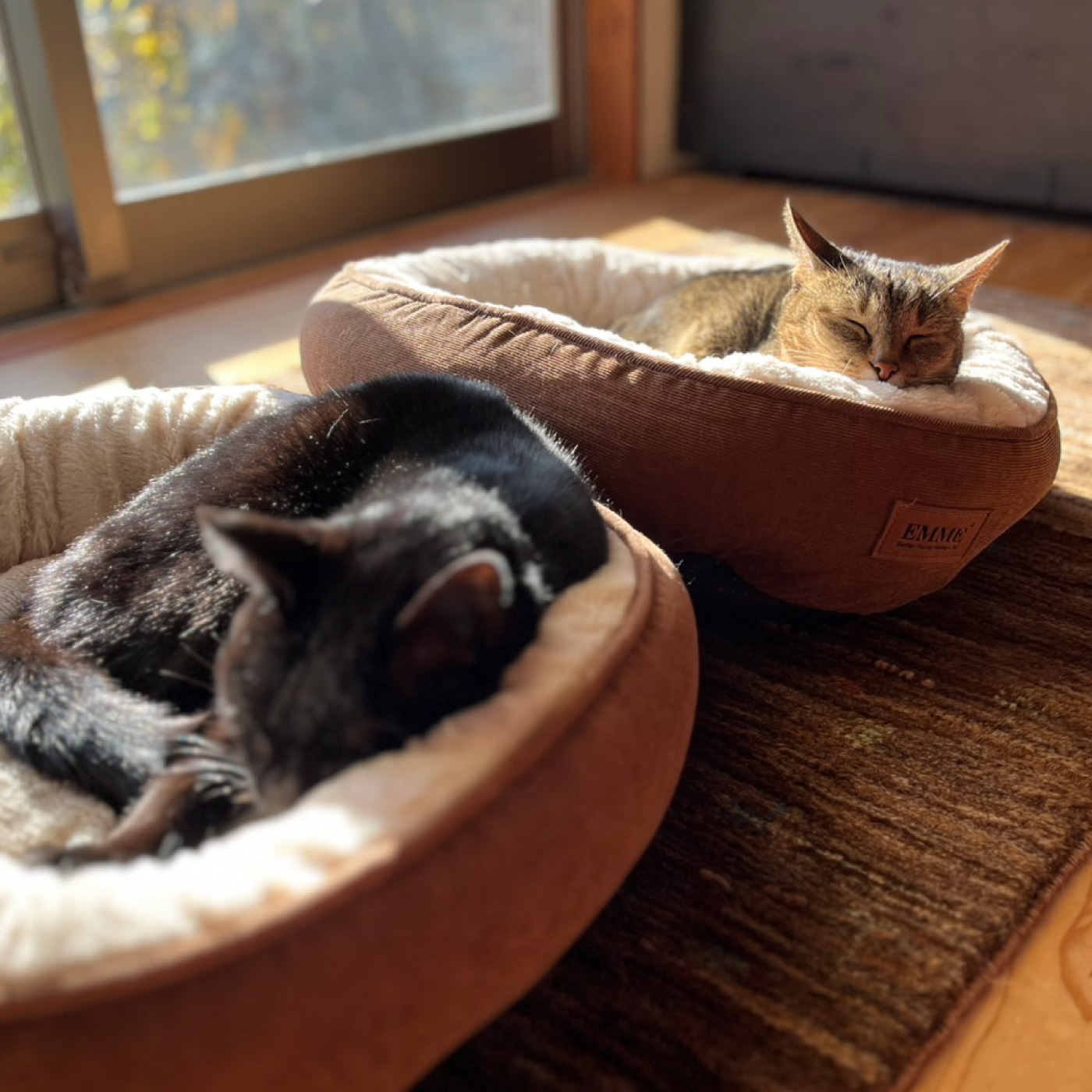 たち吉の猫日和 稲村真耶の猫と作家のプロフィール