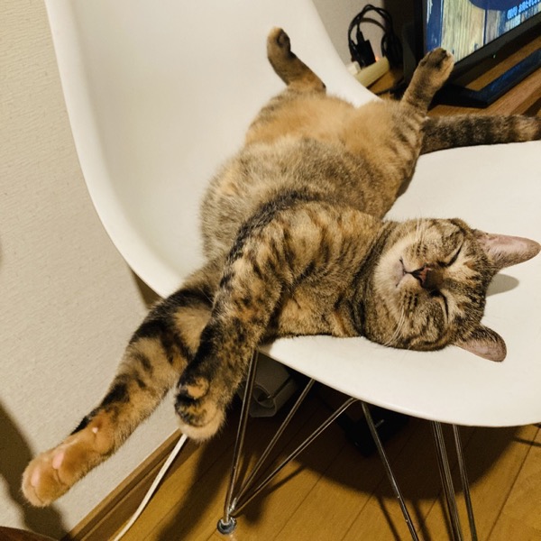 たち吉の猫日和 石井菜摘 & 川邑藍子の猫ちゃんたちの写真04