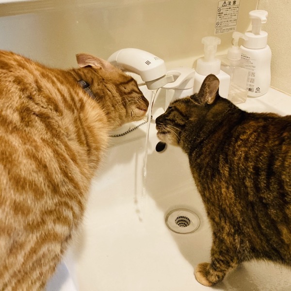 たち吉の猫日和 石井菜摘 & 川邑藍子の猫ちゃんたちの写真08