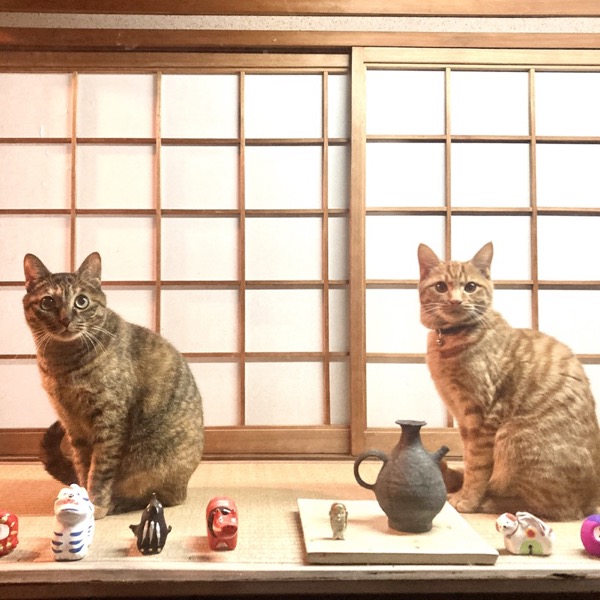 たち吉の猫日和 石井菜摘 & 川邑藍子の猫ちゃんたちの写真10